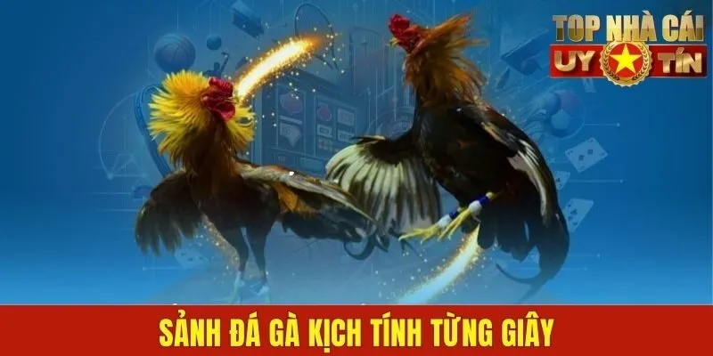 Sảnh đá gà kịch tính từng giây