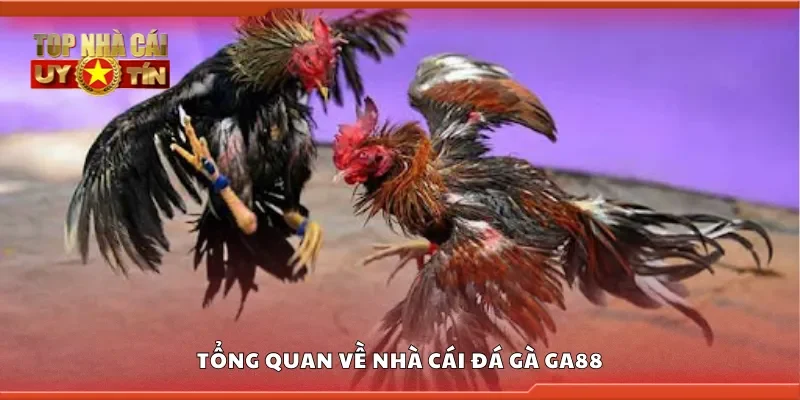 Tổng quan về nhà cái đá gà Ga88