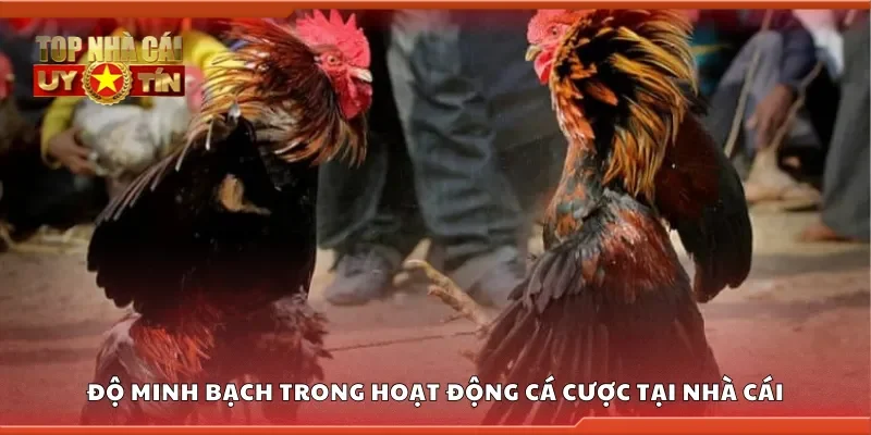 Độ minh bạch trong hoạt động cá cược tại nhà cái